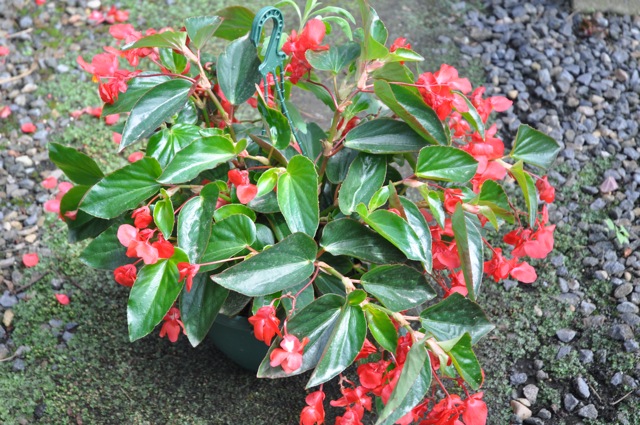B. ‘Dragon Wings Red’
